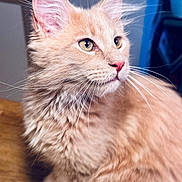 Bako participe au concours pour gagner de l'argent avec cette photo : cat, kitten, ginger_cat, fluffy, long_hair, animal, pet, portrait, close_up, whiskers, ears, eyes, pink_nose, fur, feline, indoor, sitting, looking_away, warm_lighting, blue_background