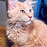 cat, kitten, ginger_cat, fluffy, long_hair, animal, pet, portrait, close_up, whiskers, ears, eyes, pink_nose, fur, feline, indoor, sitting, looking_away, warm_lighting, blue_background