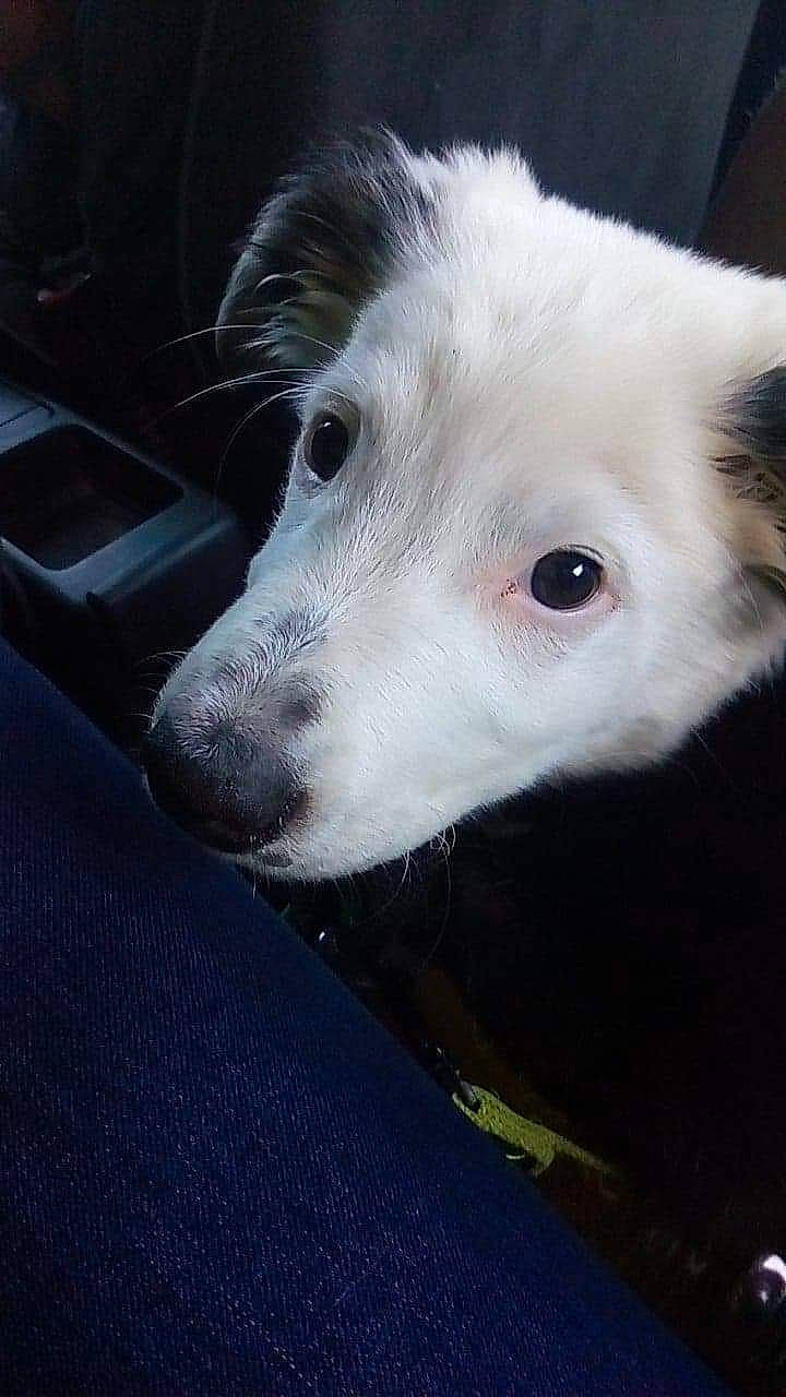 Panda participe au concours pour gagner de l'argent avec cette photo : border_collie, canidae, carnivore, companion_dog, dog, dog_breed, mammal, nose, puppy, rare_breed_dog, vertebrate, whiskers