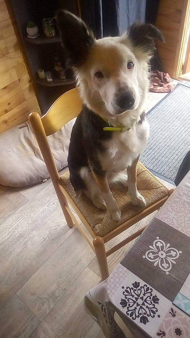 Panda a rejoint le concours — aidez-le/la à gagner de superbes lots ! canidae, carnivore, companion_dog, dog, dog_breed, fawn, flooring, mammal, working_dog