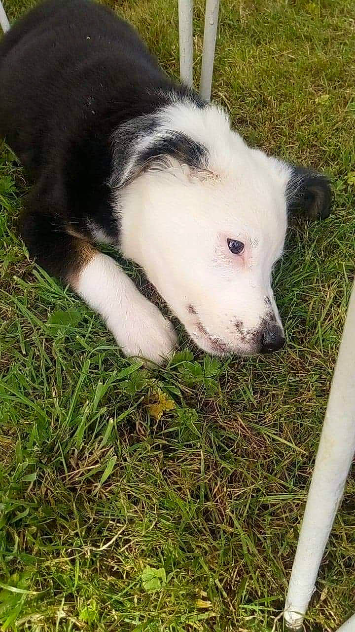 Panda participe au concours pour gagner de l'argent avec cette photo : border_collie, canidae, carnivore, dog, dog_breed, grass, mammal, snout, vertebrate