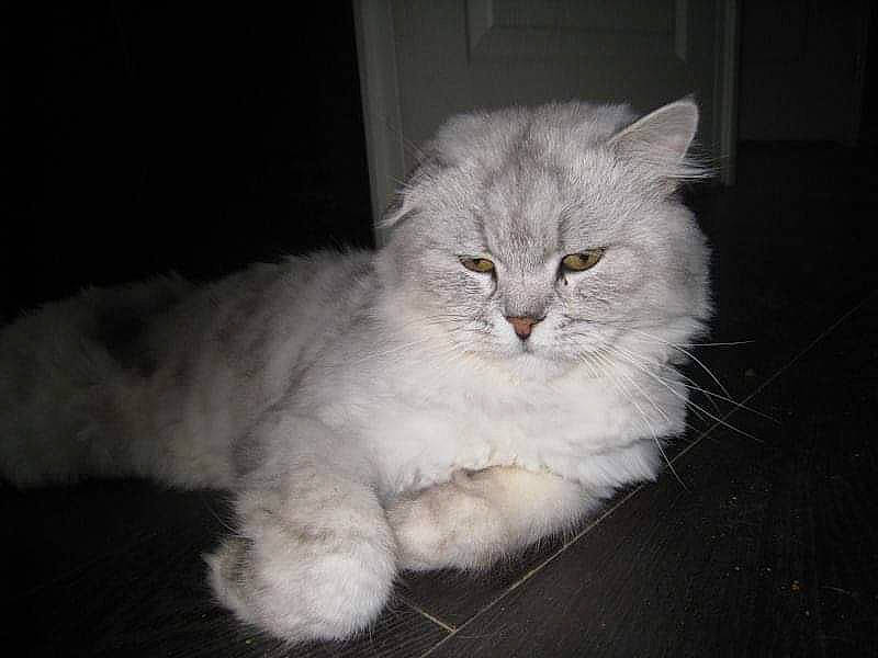 Mamour participe au concours pour gagner de l'argent avec cette photo : asian, asian_semi_longhair, british_longhair, british_semi_longhair, burmilla, carnivore, cat, domestic_long_haired_cat, eye, felidae, fur, kitten, mammal, norwegian_forest_cat, persian, siberian, small_to_medium_sized_cats, turkish_angora, vertebrate, whiskers