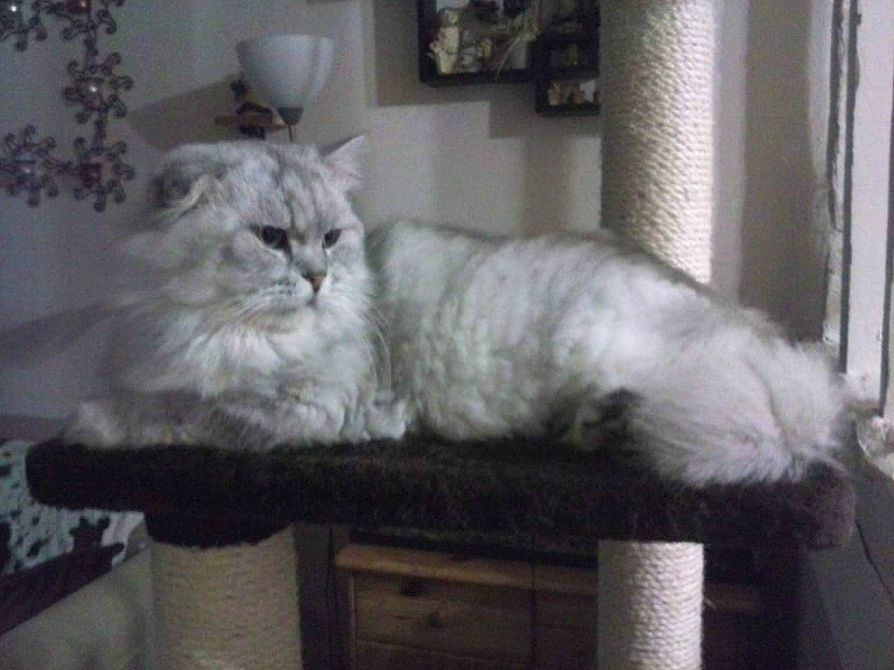 Mamour participe au concours pour gagner de l'argent avec cette photo : american_curl, asian, asian_semi_longhair, british_longhair, british_semi_longhair, burmilla, carnivore, cat, domestic_long_haired_cat, felidae, mammal, napoleon_cat, norwegian_forest_cat, persian, ragdoll, siberian, small_to_medium_sized_cats, turkish_angora, vertebrate, whiskers