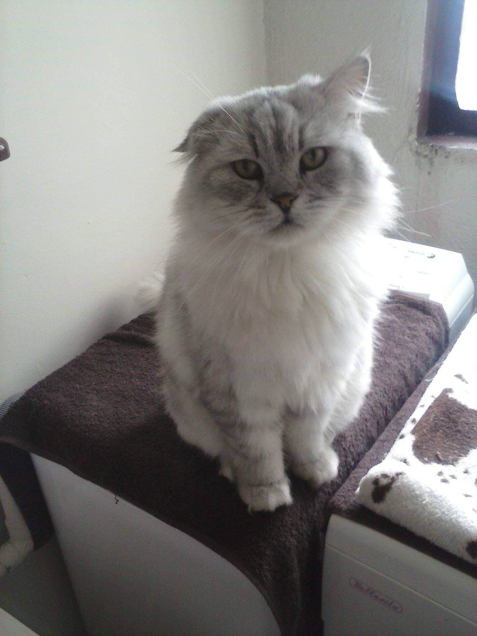 Mamour participe au concours pour gagner de l'argent avec cette photo : asian_semi_longhair, british_longhair, british_semi_longhair, carnivore, cat, domestic_long_haired_cat, felidae, kitten, mammal, norwegian_forest_cat, persian, ragamuffin, ragdoll, siberian, small_to_medium_sized_cats, whiskers