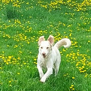 Elroy is registered to the contest to win money with this photo: active, animal, backyard, canine, daytime, dog, field, flowers, fur, grass, greenery, happy, nature, outdoor, pet, playful, running, spring, white_dog, yellow_flowers