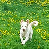 active, animal, backyard, canine, daytime, dog, field, flowers, fur, grass, greenery, happy, nature, outdoor, pet, playful, running, spring, white_dog, yellow_flowers