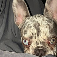 Sylvie is registered to the contest to win money with this photo: animal, blanket, blue_eyes, close_up, curious, cute, dog, ears, face, french_bulldog, fur, gray, indoors, peeking, pet, portrait, resting, snout, soft, watching