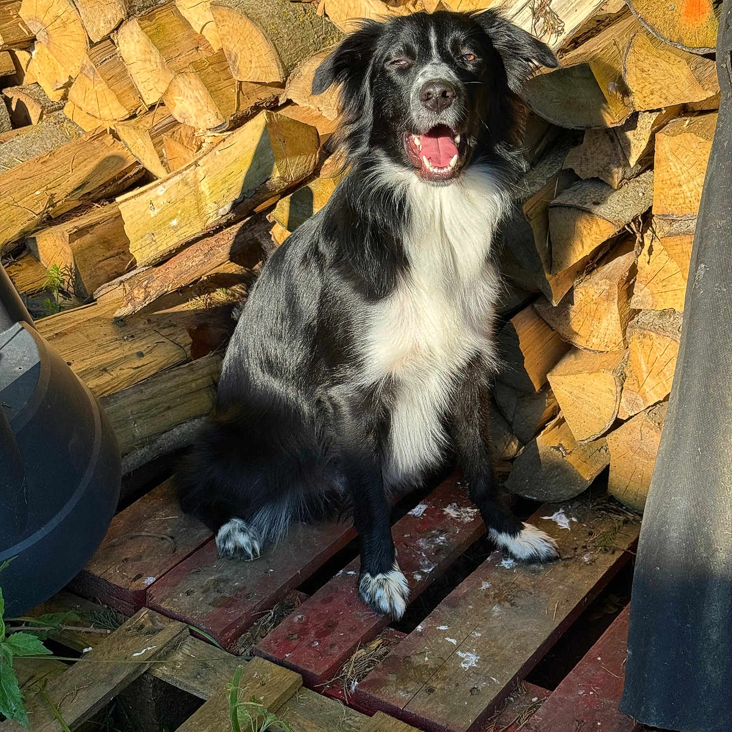 Tyson participe au concours pour gagner de l'argent avec cette photo : animal, architecture, building, canine, dog, jar, outdoors, path, pet, plant, planter, plywood, pottedplant, pottery, puppy, rock, shelter, slate, walkway, wood