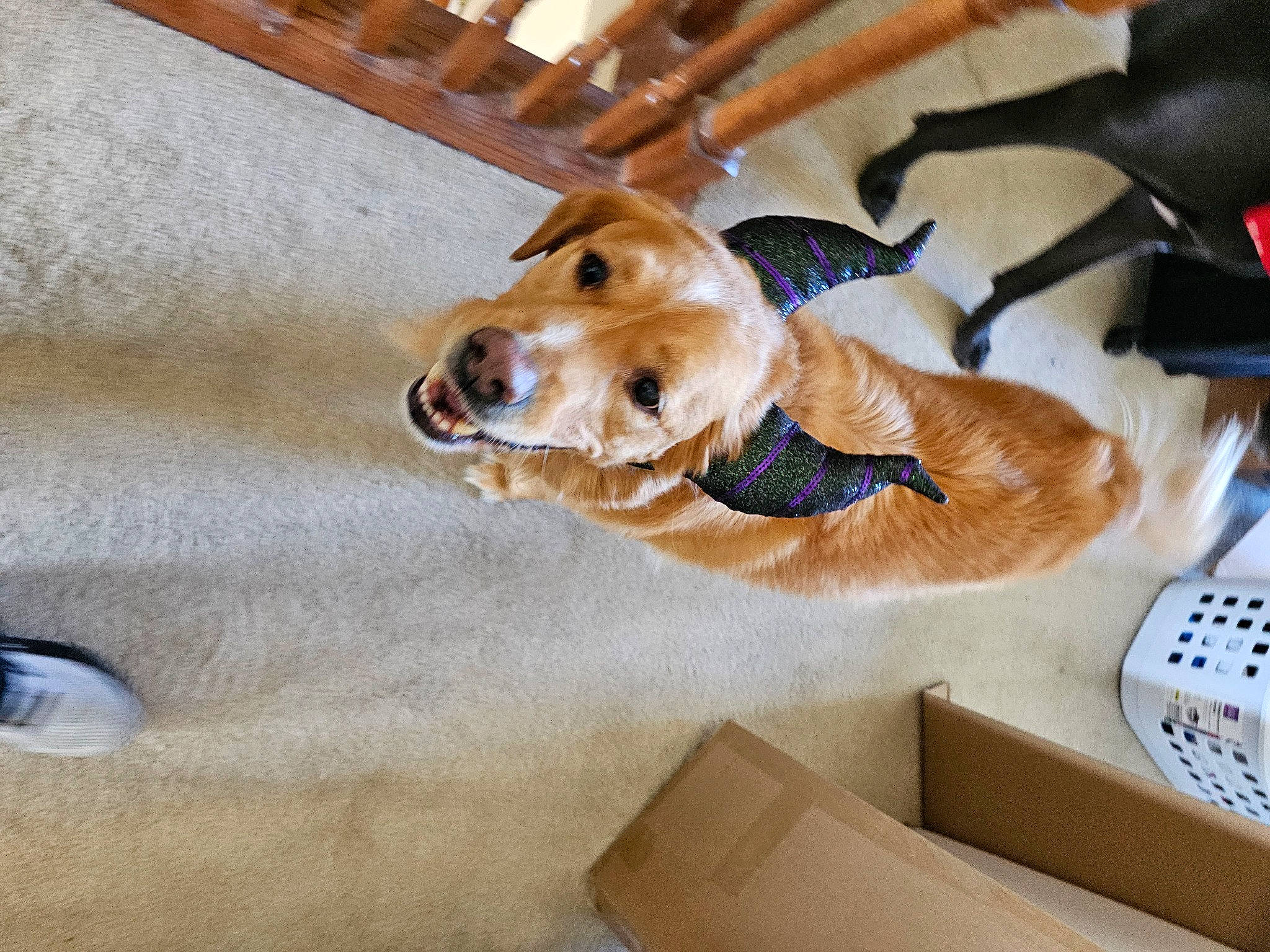 Triton is registered to the contest to win money with this photo: collar, comfort, companion_dog, dog, dog_breed, dog_supply, fawn, flooring, fur, hardwood, non_sporting_group, paw, pet_supply, snout, sporting_group, wood, working_animal