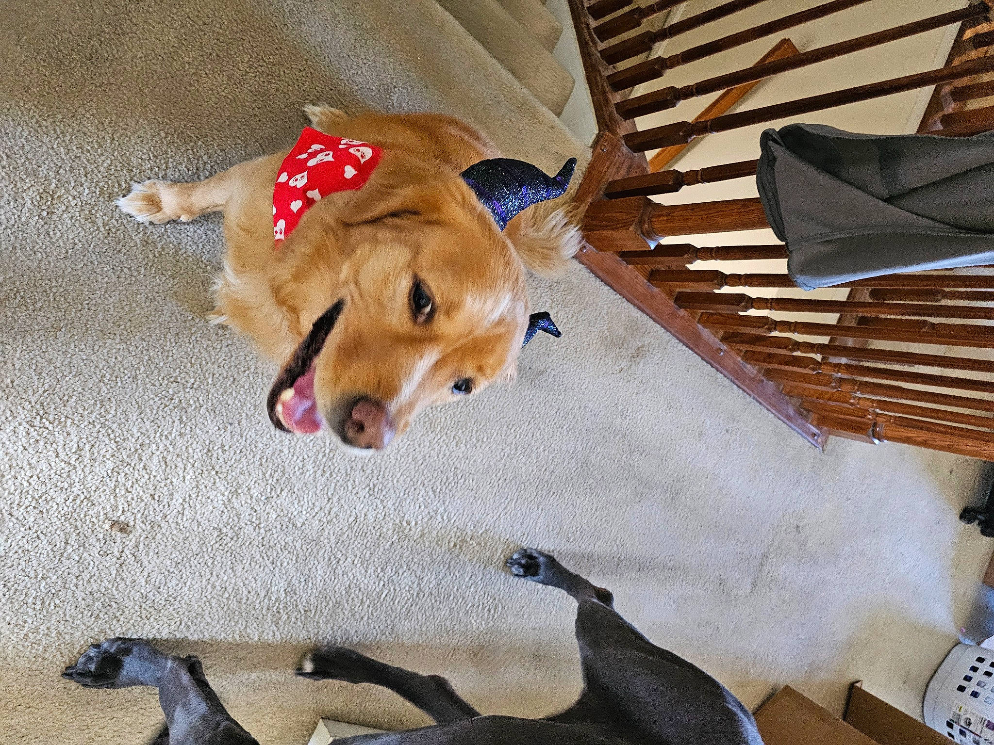 Triton is registered to the contest to win money with this photo: canidae, carnivore, comfort, companion_dog, dog, dog_breed, dog_clothes, dog_supply, fawn, fur, hardwood, paw, pet_supply, snout, sporting_group, tail, toy, toy_dog, wood, working_animal