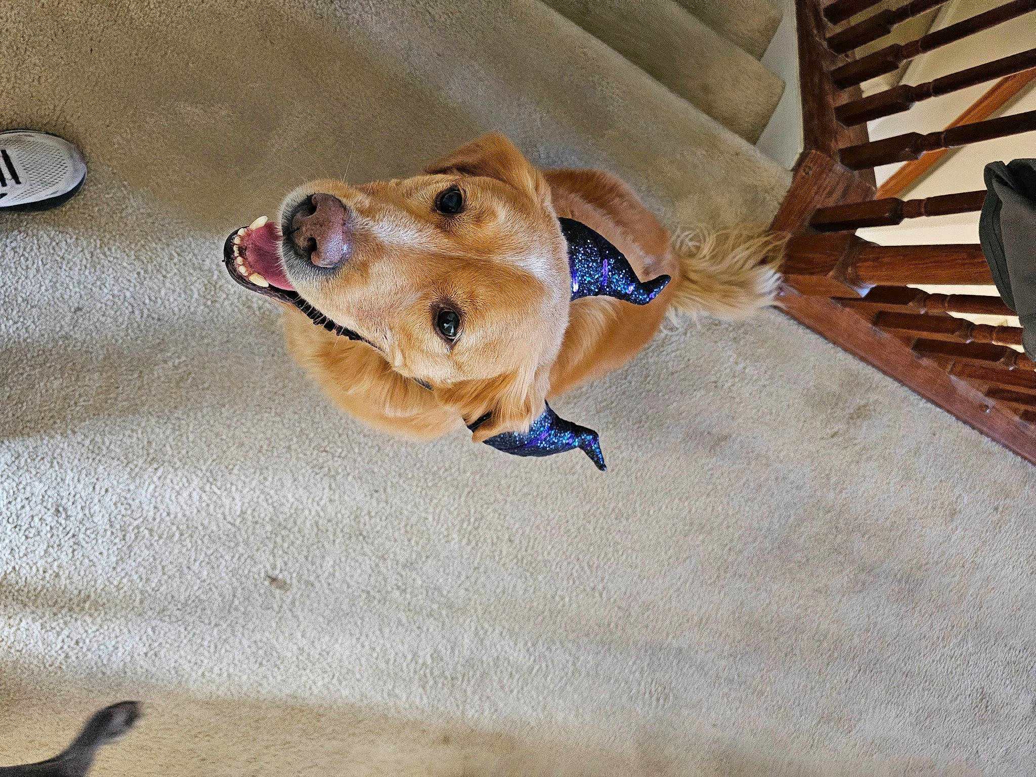 Triton is registered to the contest to win money with this photo: brown, canidae, carnivore, collar, companion_dog, dog, dog_breed, dog_supply, fawn, hardwood, non_sporting_group, paw, pet_supply, snout, sporting_group, whiskers, wood, working_animal