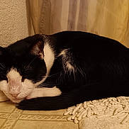 Leo is registered to the contest to win money with this photo: animal, black_and_white, cat, cozy, curled_up, cute, ears, face, feline, floor, fur, home, indoor, pet, relaxed, resting, rug, sleeping, tail, whiskers