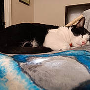 Leo joined the competition — help win amazing prizes! cat, tuxedo_cat, sleeping_cat, bed, blanket, blue_blanket, fur, whiskers, pink_nose, paw, tail, indoor, bedroom, cozy, relaxed, pet, domestic_cat, close_up, portrait, resting