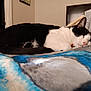 cat, tuxedo_cat, sleeping_cat, bed, blanket, blue_blanket, fur, whiskers, pink_nose, paw, tail, indoor, bedroom, cozy, relaxed, pet, domestic_cat, close_up, portrait, resting