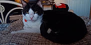 Leo is registered to the contest to win money with this photo: abyssinian, accessories, animal, architecture, bag, bed, blackcat, building, cat, chair, couch, cushion, furniture, handbag, homedecor, indoors, livingroom, manx, pet, room