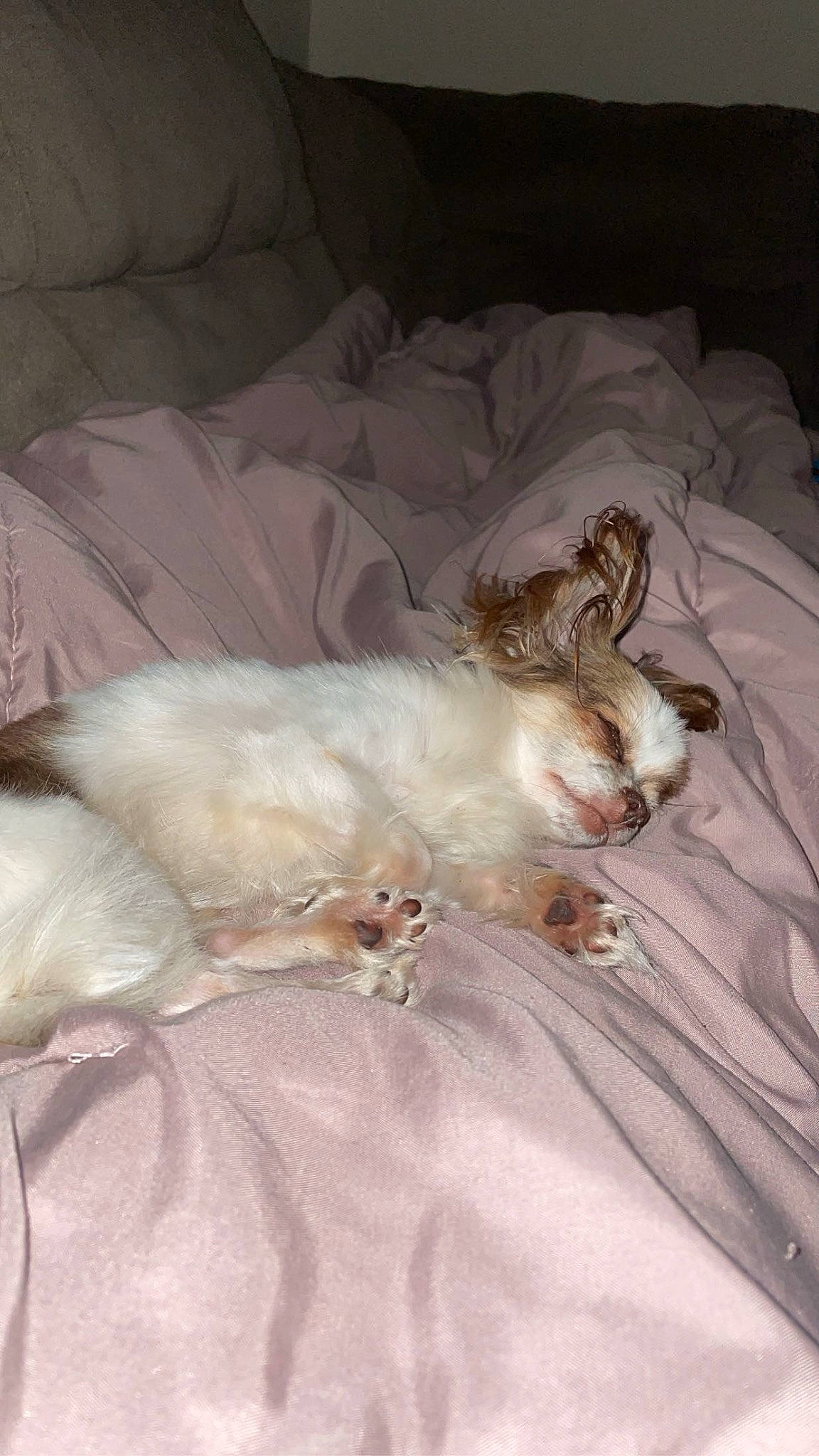 Patches joined the competition — help win amazing prizes! bed, bedding, canidae, carnivore, comfort, companion_dog, dog, dog_breed, duvet, fawn, felidae, fur, linens, nap, paw, small_to_medium_sized_cats, sporting_group, tail, terrier, toy_dog