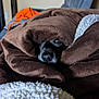animal, blanket, brown, closeup, comfort, couch, cozy, cute, dog, face, fur, indoor, pet, relaxation, resting, snuggled, soft, warm, white, wrapped
