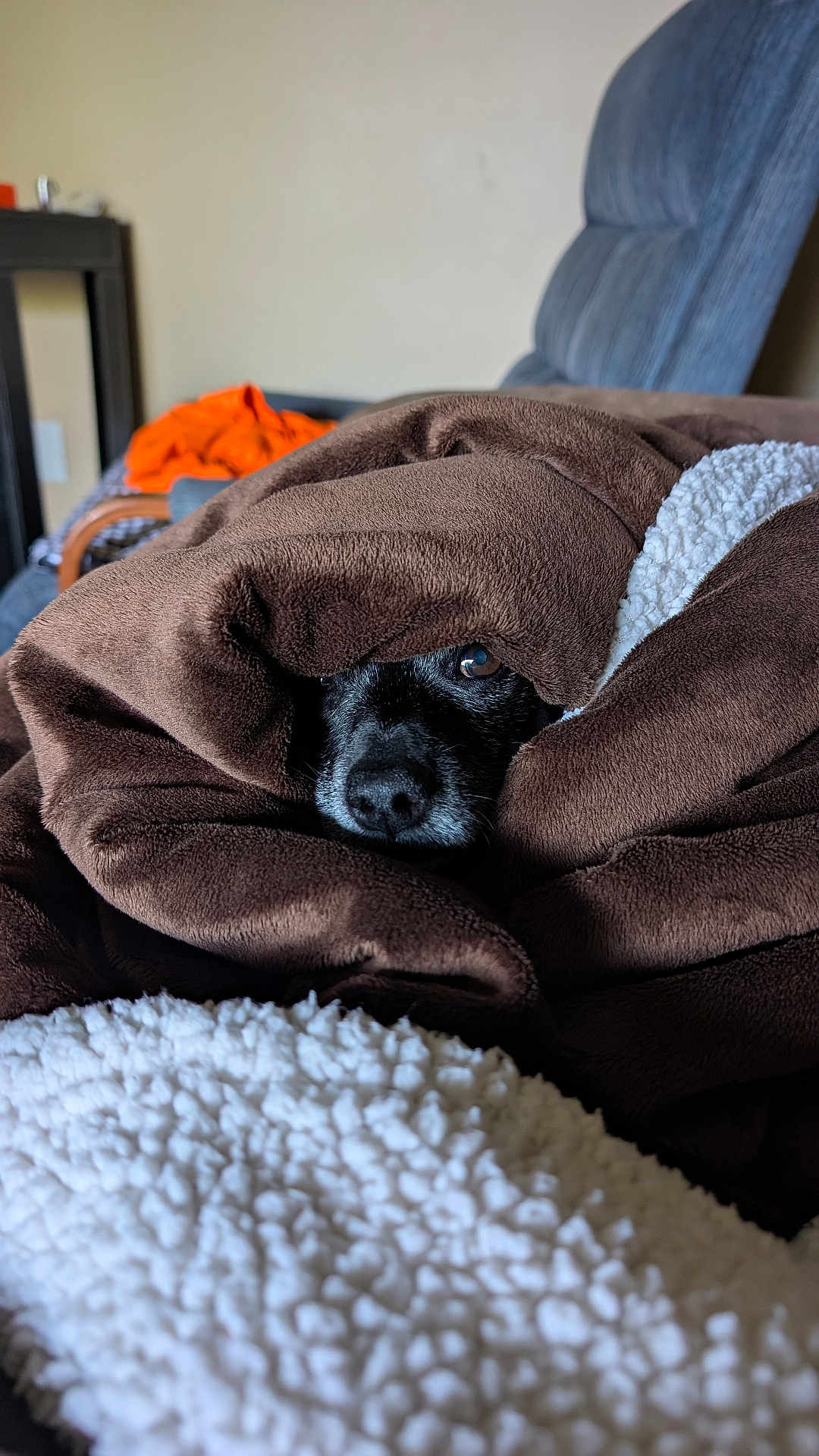 Bobo Da Hobo is registered to the contest to win money with this photo: animal, blanket, brown, closeup, comfort, couch, cozy, cute, dog, face, fur, indoor, pet, relaxation, resting, snuggled, soft, warm, white, wrapped