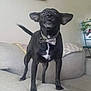 Bobo Da Hobo joined the competition — help win amazing prizes! alert, animal, black_dog, bow_tie, canine, companion, couch, cute, dog, domestic_animal, ears, furniture, home, indoor, living_room, pet, plant, small_dog, standing, tail