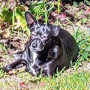 Bobo Da Hobo joined the competition — help win amazing prizes! animal, black_dog, canine, daylight, dog, flora, garden, grass, greenery, leafy, nature, outdoor, pet, plants, relaxing, resting, small_dog, sunlight, sunny, wildlife