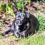 animal, black_dog, canine, daylight, dog, flora, garden, grass, greenery, leafy, nature, outdoor, pet, plants, relaxing, resting, small_dog, sunlight, sunny, wildlife