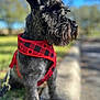 dog, schnauzer, pet, black_fur, red_harness, plaid, leash, outdoor, park, grass, side_profile, portrait, whiskers, nose, bokeh, blurred_background, sunlight, sitting, attentive, small_dog