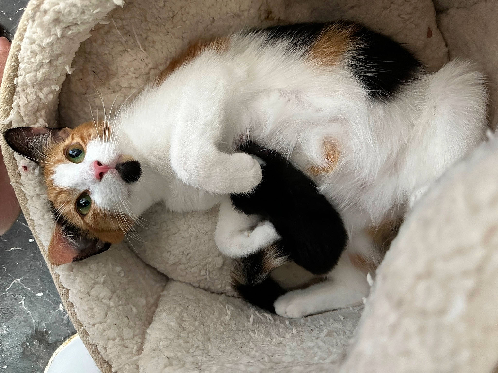 Dotty joined the competition — help win amazing prizes! canidae, carnivore, cat, cat_supply, claw, comfort, companion_dog, dog_breed, domestic_short_haired_cat, eye, fawn, felidae, fur, head, nap, paw, small_to_medium_sized_cats, snout, tail, whiskers