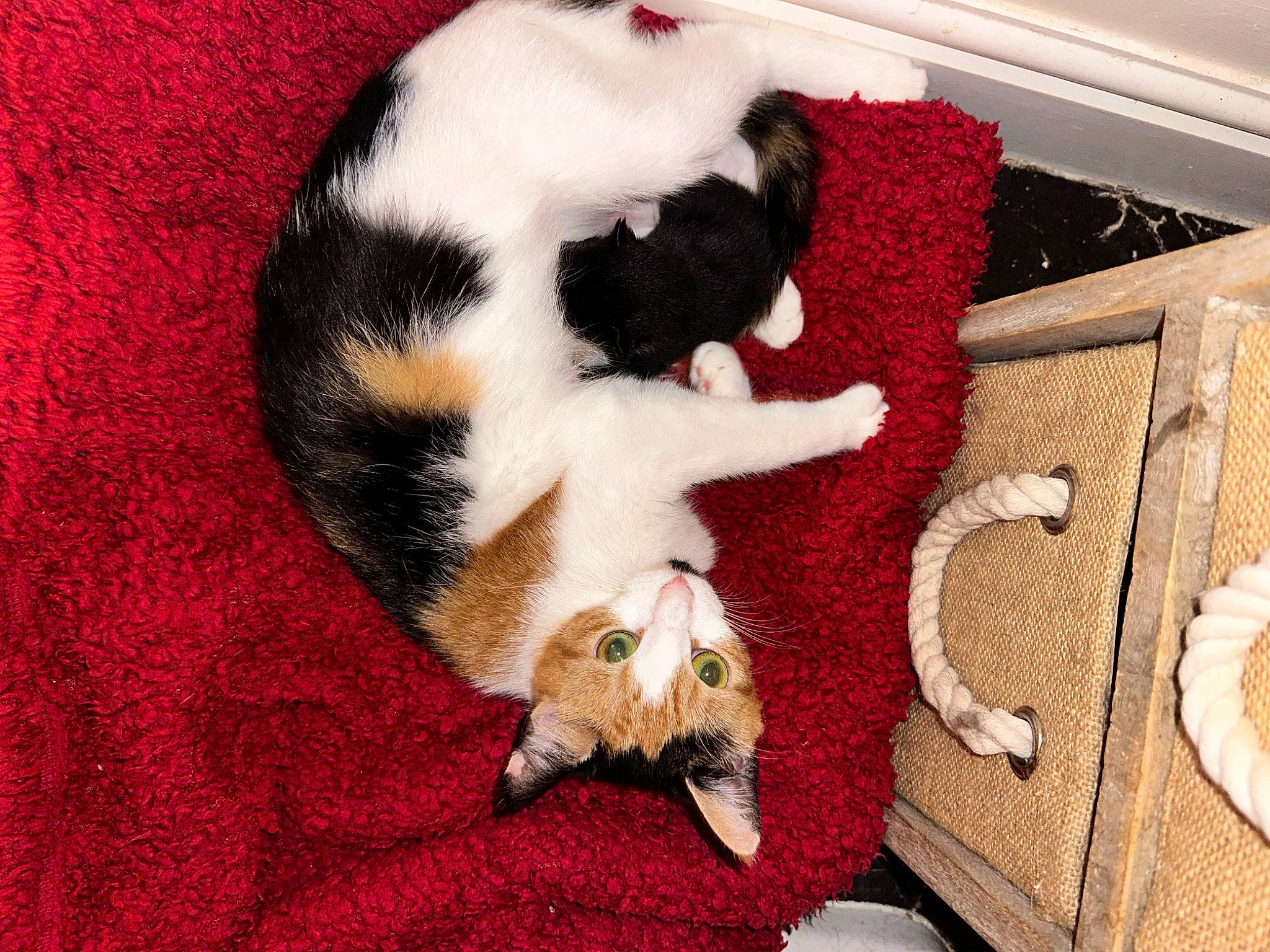 Dotty joined the competition — help win amazing prizes! canidae, carnivore, cat, cat_supply, comfort, companion_dog, dog_breed, fawn, felidae, fur, linens, mammal, paw, pet_supply, small_to_medium_sized_cats, snout, tail, textile, vertebrate, whiskers