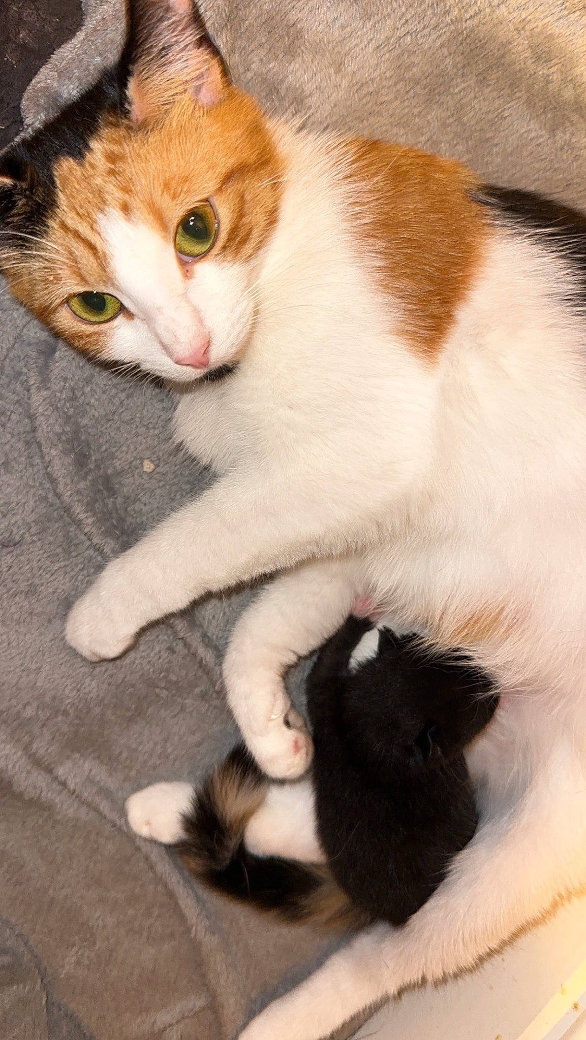 Dotty is registered to the contest to win money with this photo: carnivore, cat, claw, comfort, domestic_short_haired_cat, fawn, felidae, foot, fur, paw, small_to_medium_sized_cats, snout, tail, terrestrial_animal, whiskers