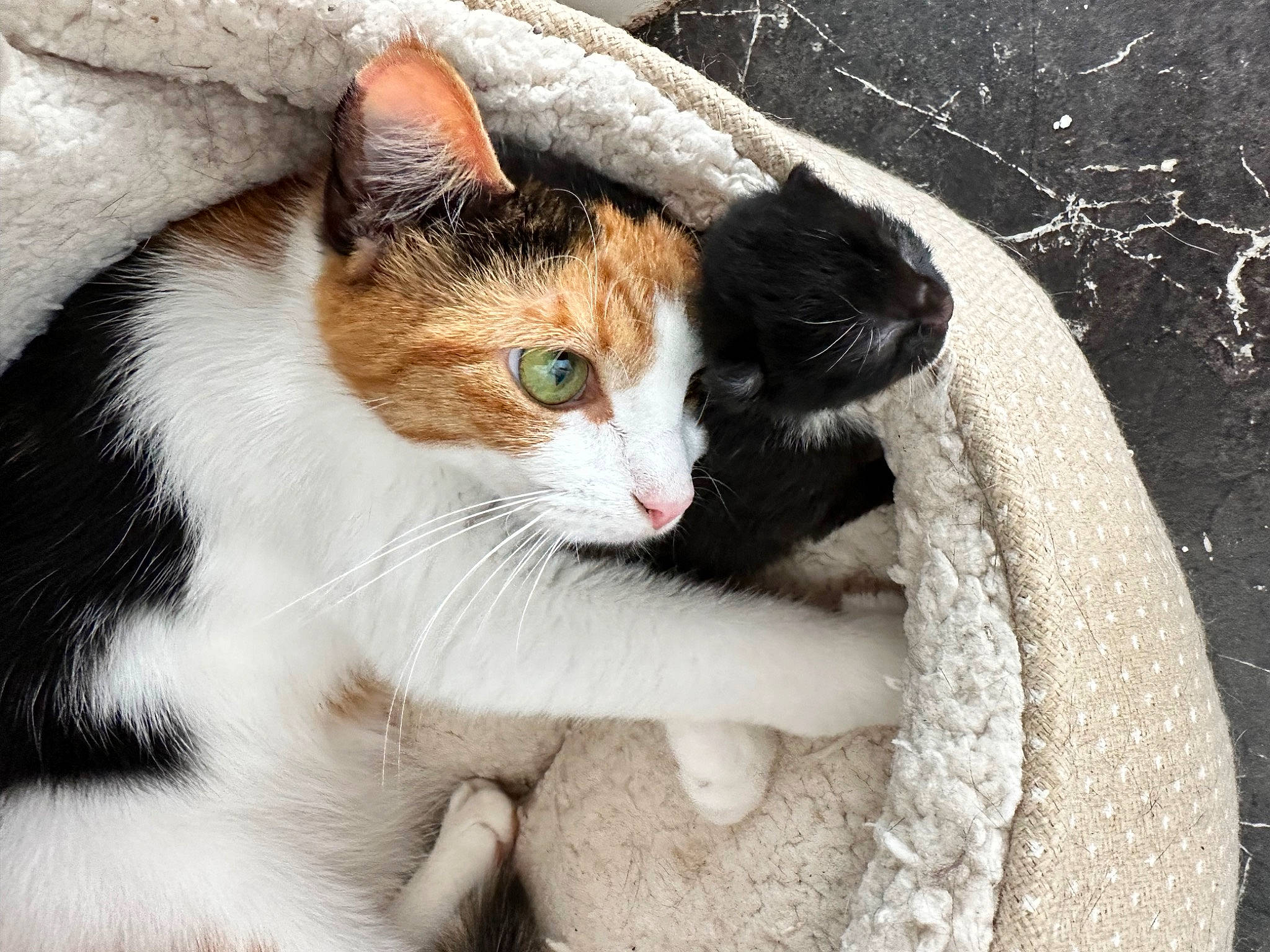 Dotty joined the competition — help win amazing prizes! carnivore, cat, claw, comfort, domestic_short_haired_cat, fawn, felidae, fur, grass, paw, plant, sitting, small_to_medium_sized_cats, snout, tail, tree, whiskers, window