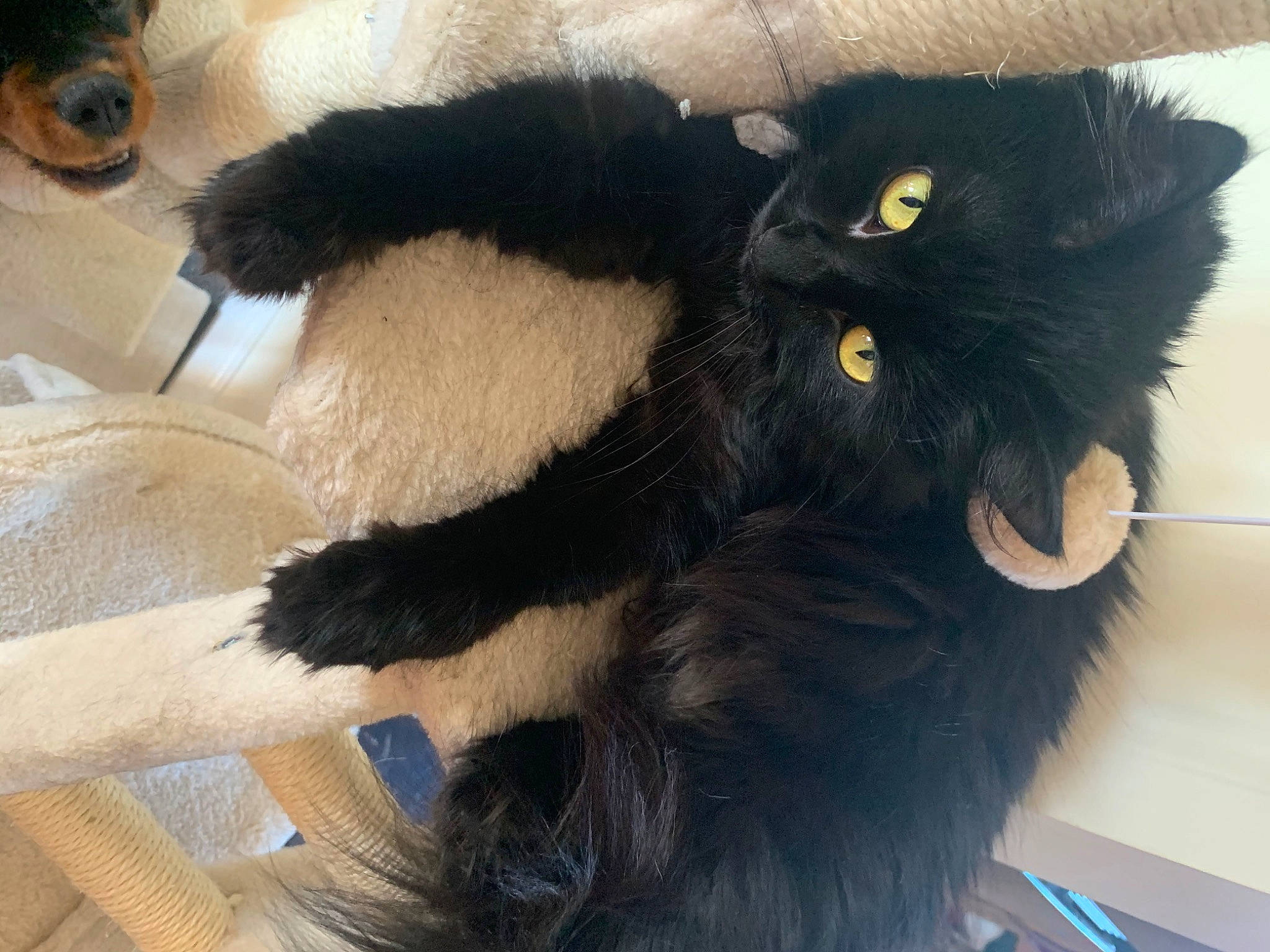 Cosmo is registered to the contest to win money with this photo: black_cat, bombay, carnivore, cat, cat_supply, claw, comfort, domestic_short_haired_cat, felidae, foot, fur, paw, small_to_medium_sized_cats, snout, tail, terrestrial_animal, whiskers