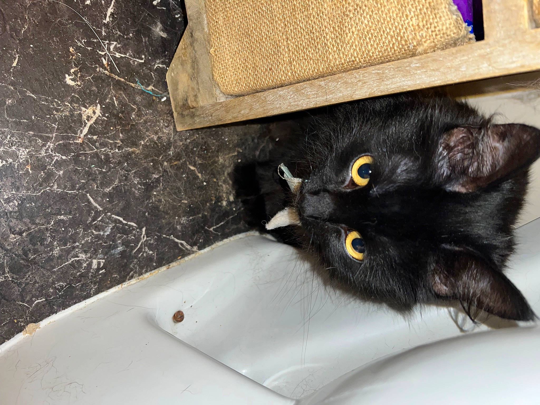 Cosmo joined the competition — help win amazing prizes! black_cat, bombay, carnivore, cat, claw, comfort, domestic_short_haired_cat, felidae, fur, paw, plant, small_to_medium_sized_cats, soil, tail, whiskers