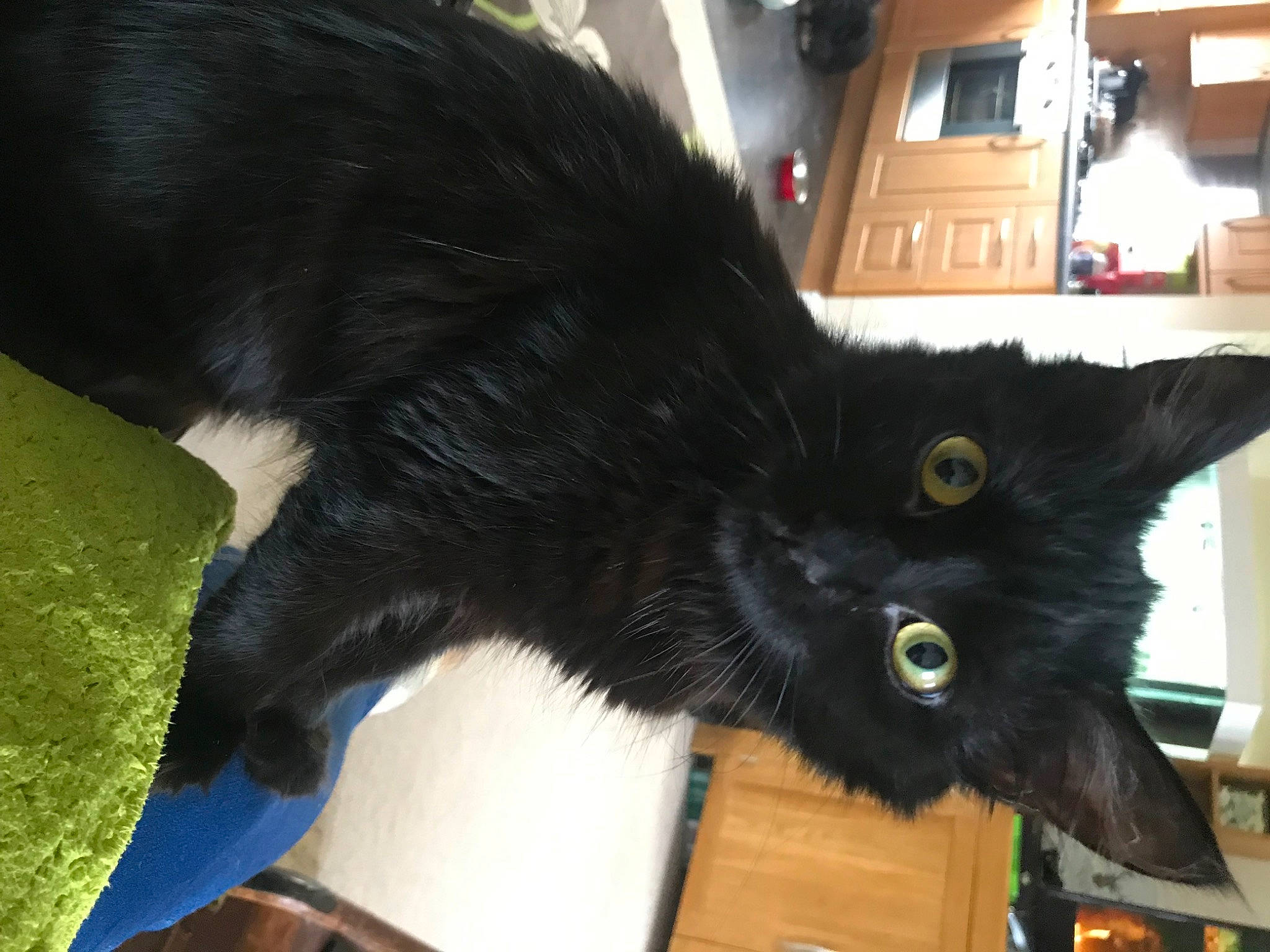 Cosmo joined the competition — help win amazing prizes! black_cat, bombay, carnivore, cat, claw, domestic_short_haired_cat, ear, felidae, fur, paw, small_to_medium_sized_cats, tail, whiskers