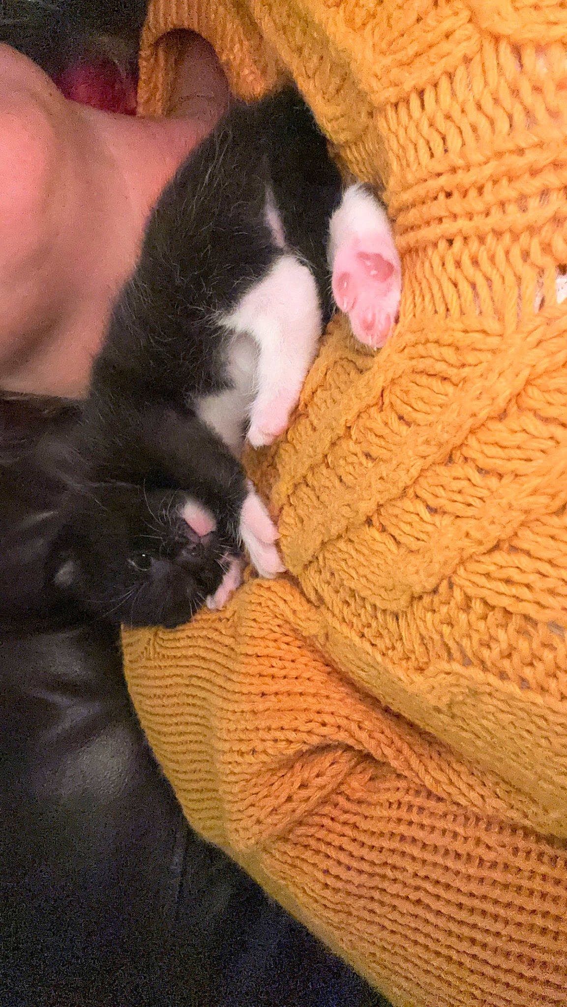 Lucky joined the competition — help win amazing prizes! carmine, carnivore, cat, comfort, companion_dog, dog_breed, ear, fawn, felidae, foot, fur, human_leg, lap, nail, paw, small_to_medium_sized_cats, snout, tail, thigh, whiskers