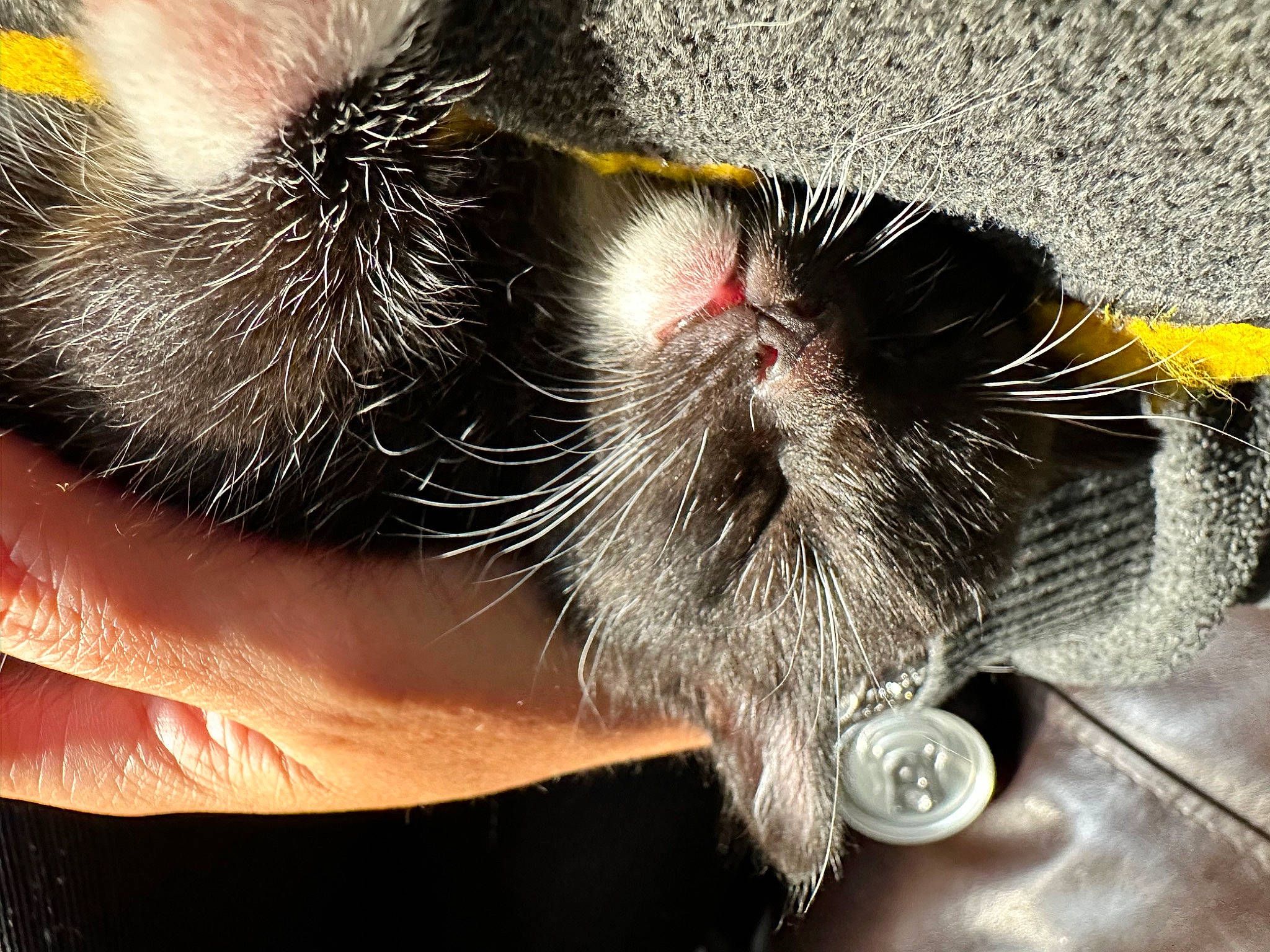 Lucky is registered to the contest to win money with this photo: carnivore, cat, claw, close_up, domestic_short_haired_cat, ear, event, felidae, fur, nail, paw, small_to_medium_sized_cats, snout, tail, whiskers