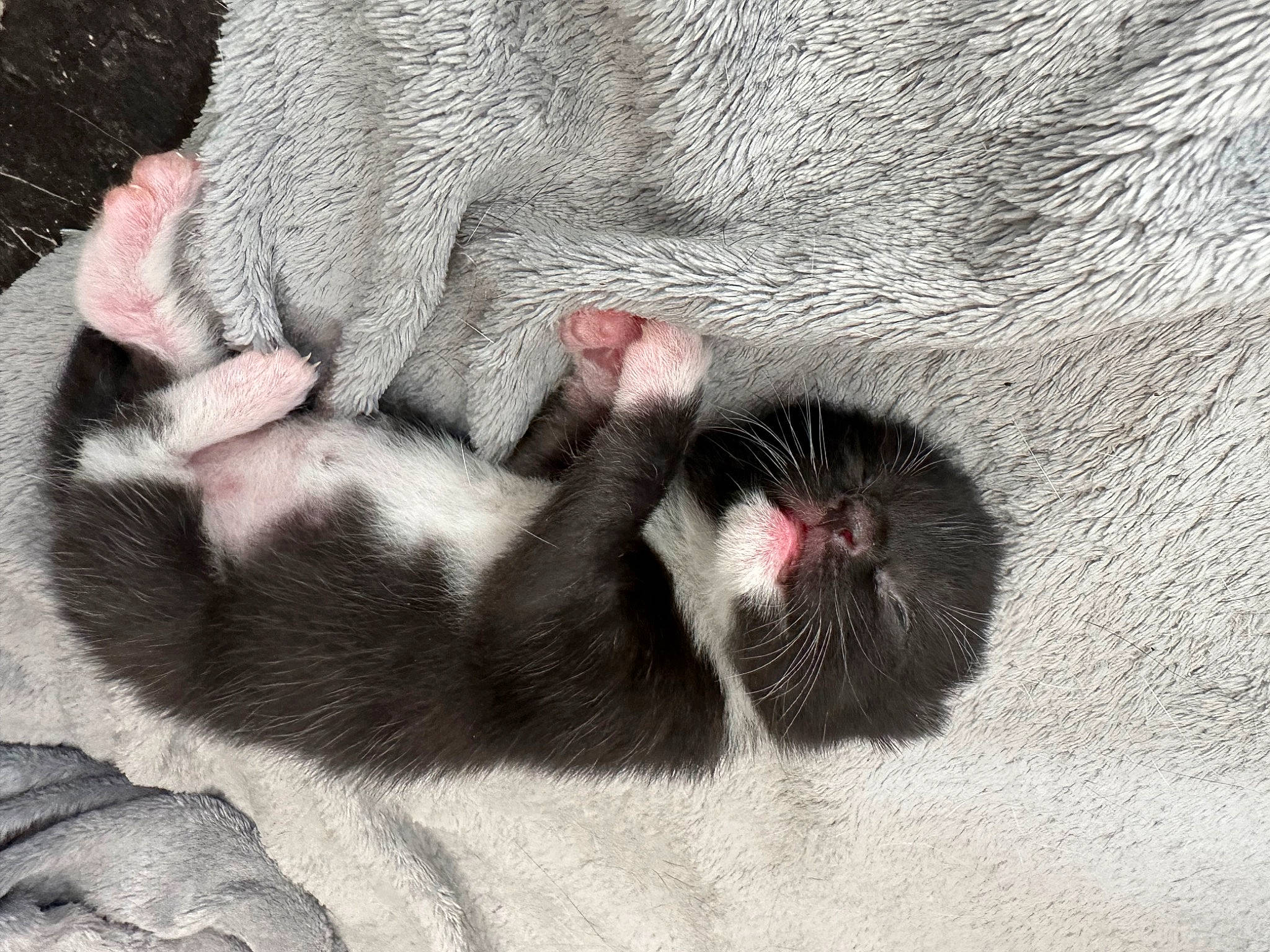 Lucky is registered to the contest to win money with this photo: carmine, claw, comfort, foot, fur, grey, paw, primate, snout, sporting_group, tail, terrestrial_animal, whiskers