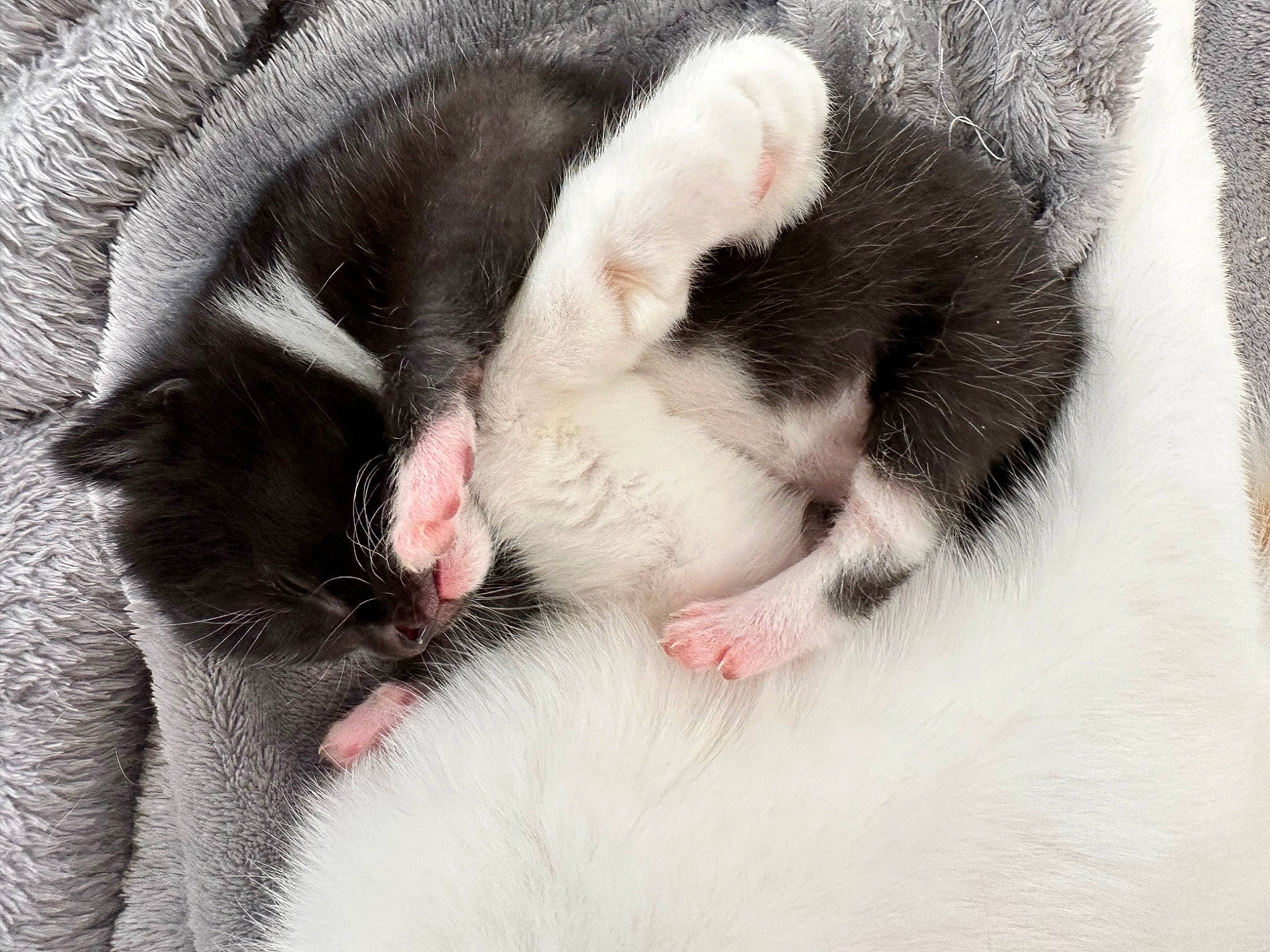 Lucky joined the competition — help win amazing prizes! carnivore, cat, claw, comfort, domestic_short_haired_cat, fang, felidae, foot, fur, nap, paw, sleep, small_to_medium_sized_cats, snout, tail, terrestrial_animal, whiskers