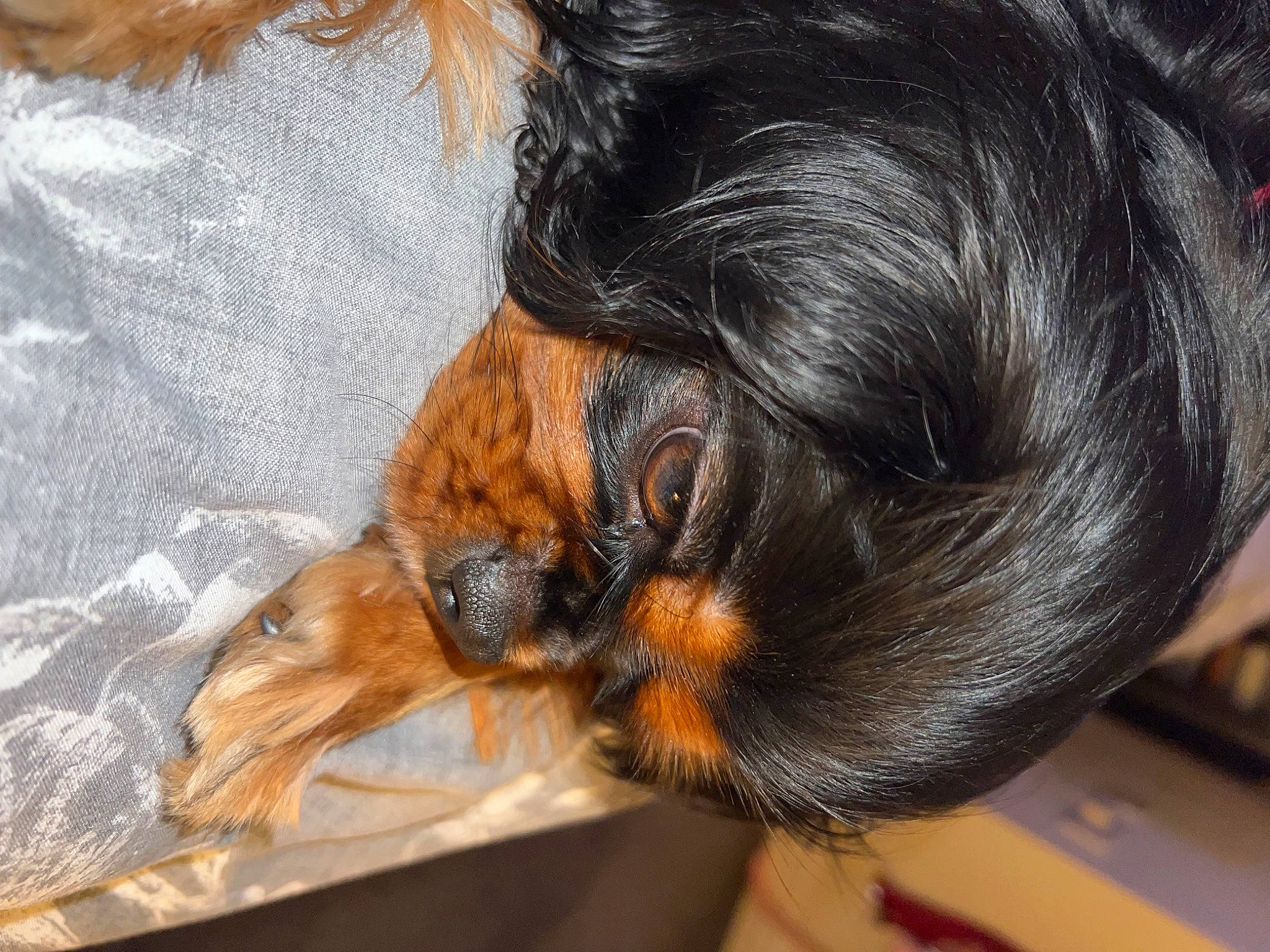 Lola is registered to the contest to win money with this photo: carnivore, claw, comfort, companion_dog, dog, dog_breed, ear, fawn, felidae, flooring, fur, hair_coloring, liver, sporting_group, toy_dog, whiskers, wood, wrinkle