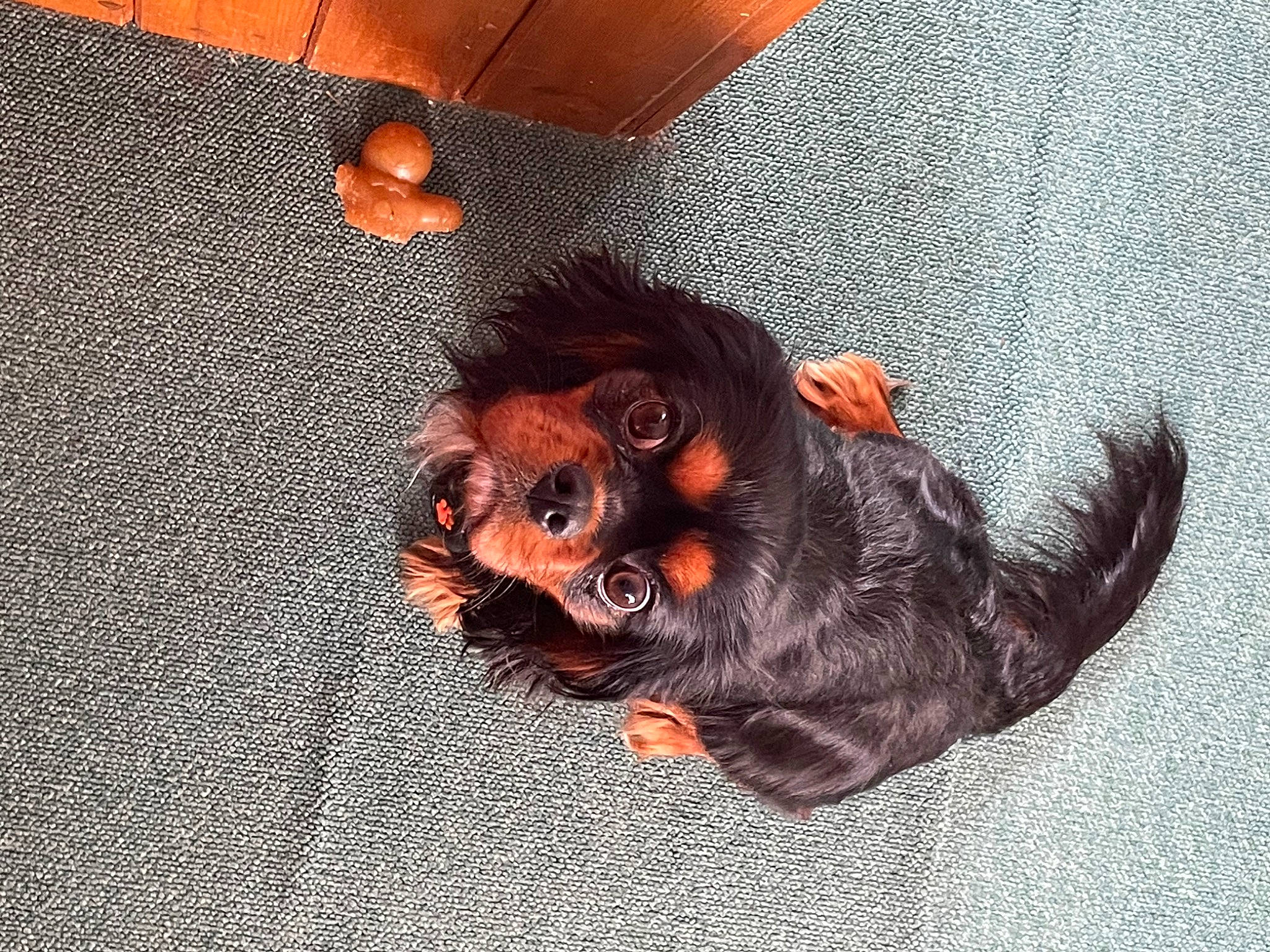 Lola is registered to the contest to win money with this photo: canidae, carnivore, companion_dog, dog, dog_breed, fashion_accessory, fawn, flooring, fur, jewellery, liver, pattern, paw, snout, sporting_group, sunglasses, toy, toy_dog, wood, working_animal