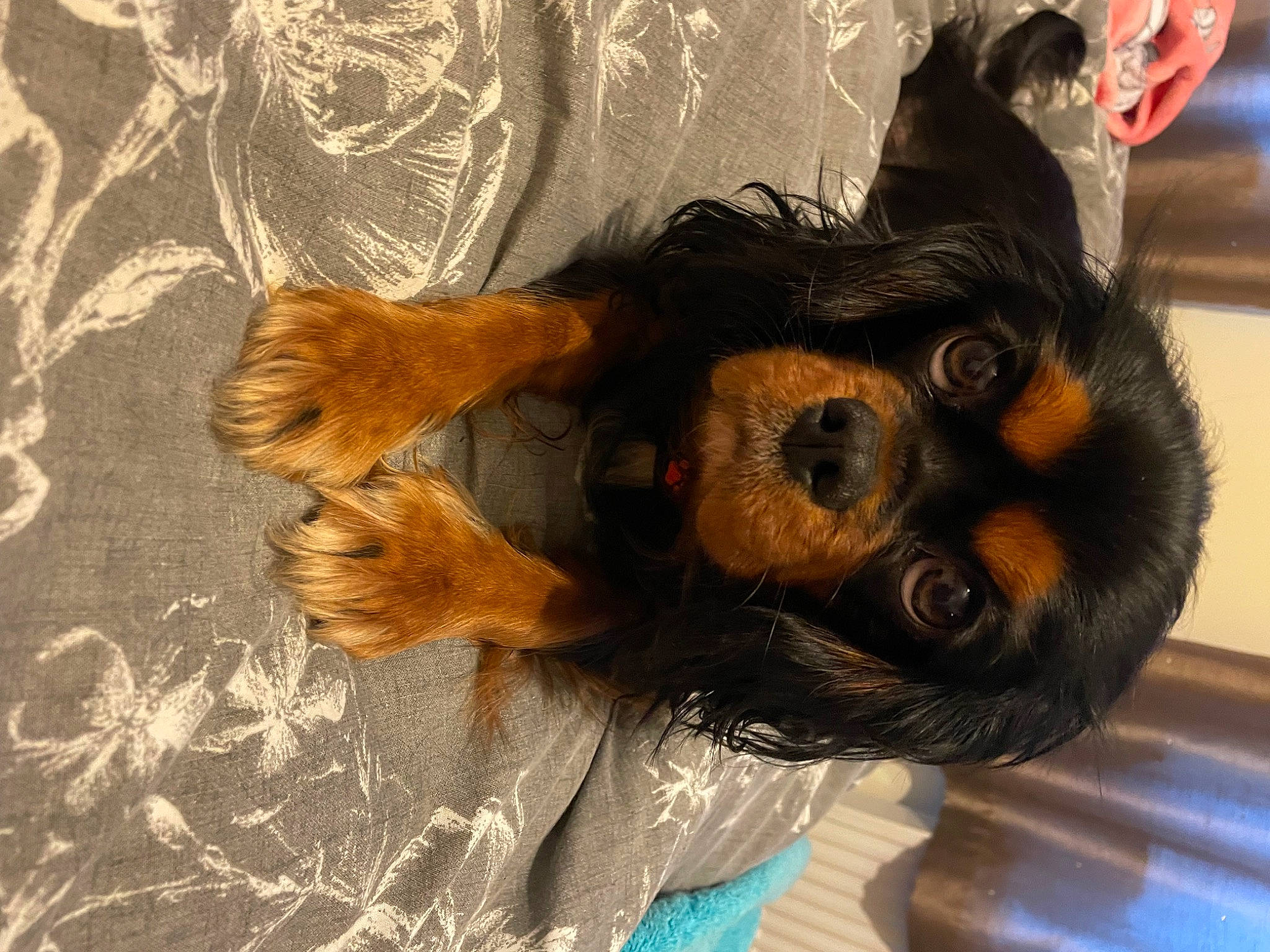 Lola is registered to the contest to win money with this photo: art, canidae, companion_dog, dog, dog_breed, eye, fawn, fur, liver, organism, painting, paw, primate, selfie, snout, sporting_group, terrestrial_animal, toy_dog, visual_arts, working_animal