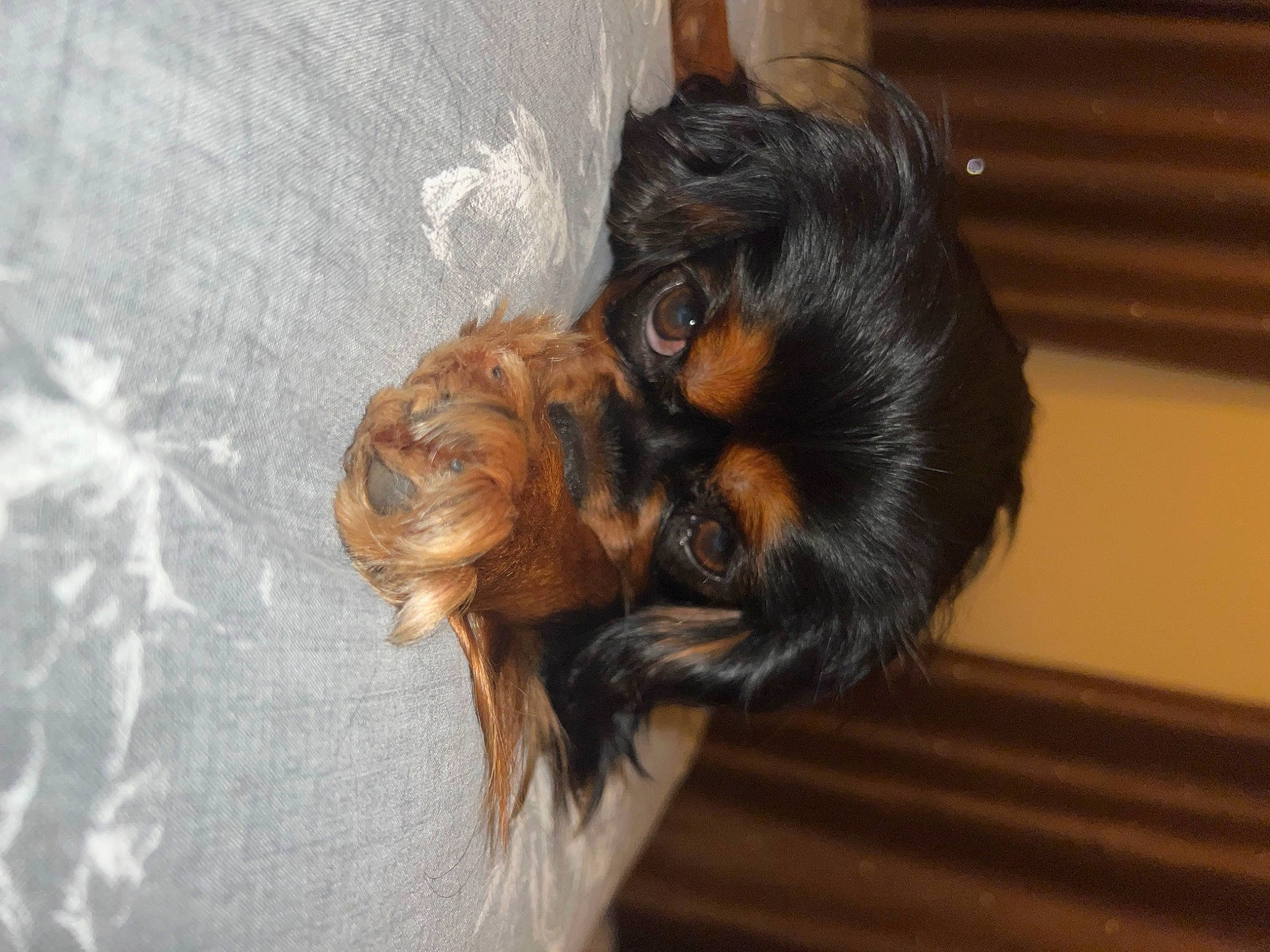 Lola joined the competition — help win amazing prizes! canidae, carnivore, companion_dog, dog, dog_breed, ear, fawn, fur, hardwood, liver, natural_material, small_terrier, snout, sporting_group, terrier, toy_dog, wood, working_animal