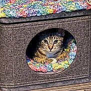 Simon Hoover is registered to the contest to win money with this photo: animal, blanket, cat, colorful, comfort, cozy, cubed_house, curious, cute, fabric, feline, home, indoor, nest, paws, pet, resting, soft, staring, tabby