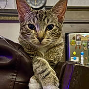 Simon Hoover is registered to the contest to win money with this photo: cat, tabby_cat, white_paws, leather_chair, indoor, pet, feline, curious, close_up, household, clock, refrigerator, magnets, background, furniture, relaxed, looking_at_camera, whiskers, ears, paws