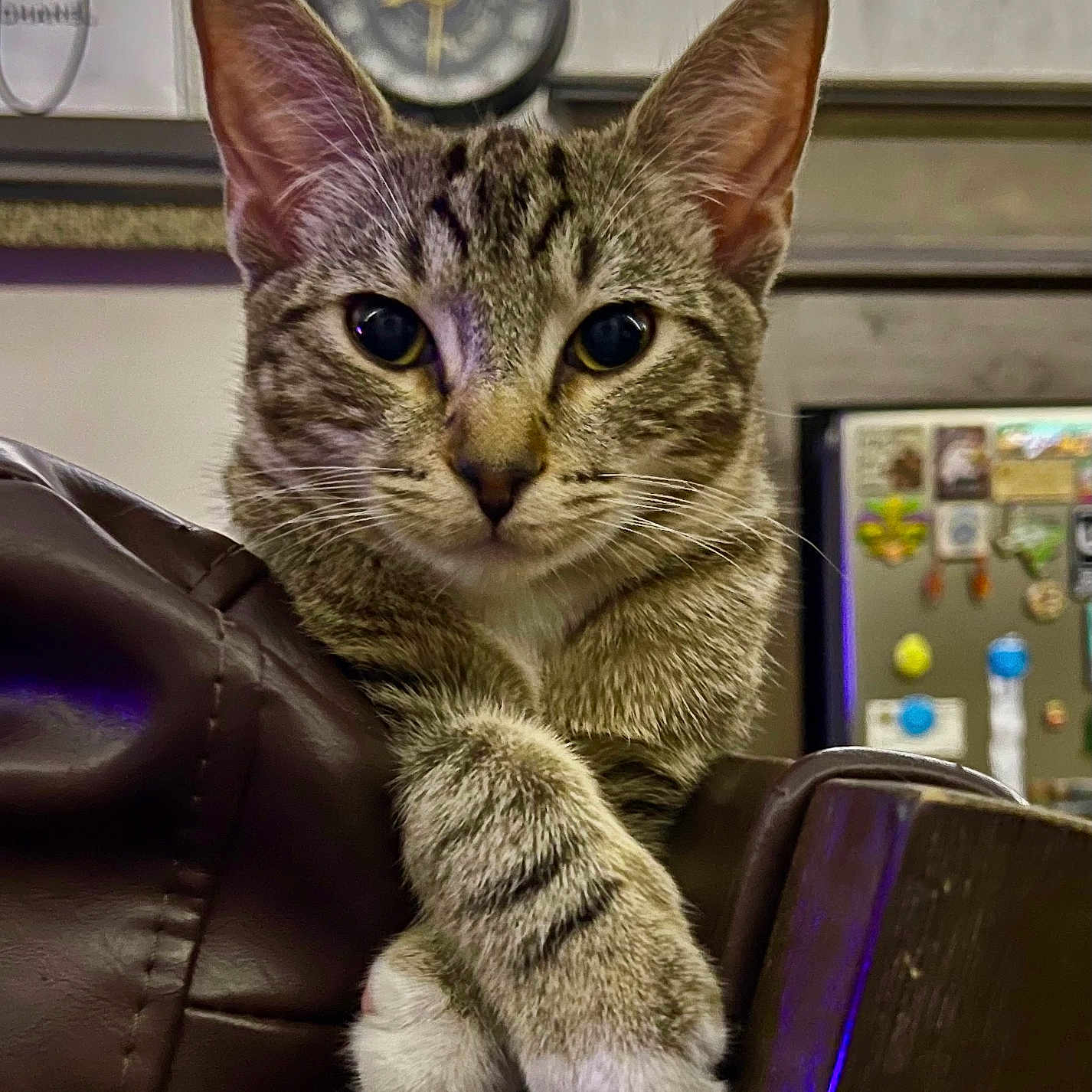 Simon Hoover is registered to the contest to win money with this photo: background, cat, clock, close_up, curious, ears, feline, furniture, household, indoor, leather_chair, looking_at_camera, magnets, paws, pet, refrigerator, relaxed, tabby_cat, whiskers, white_paws