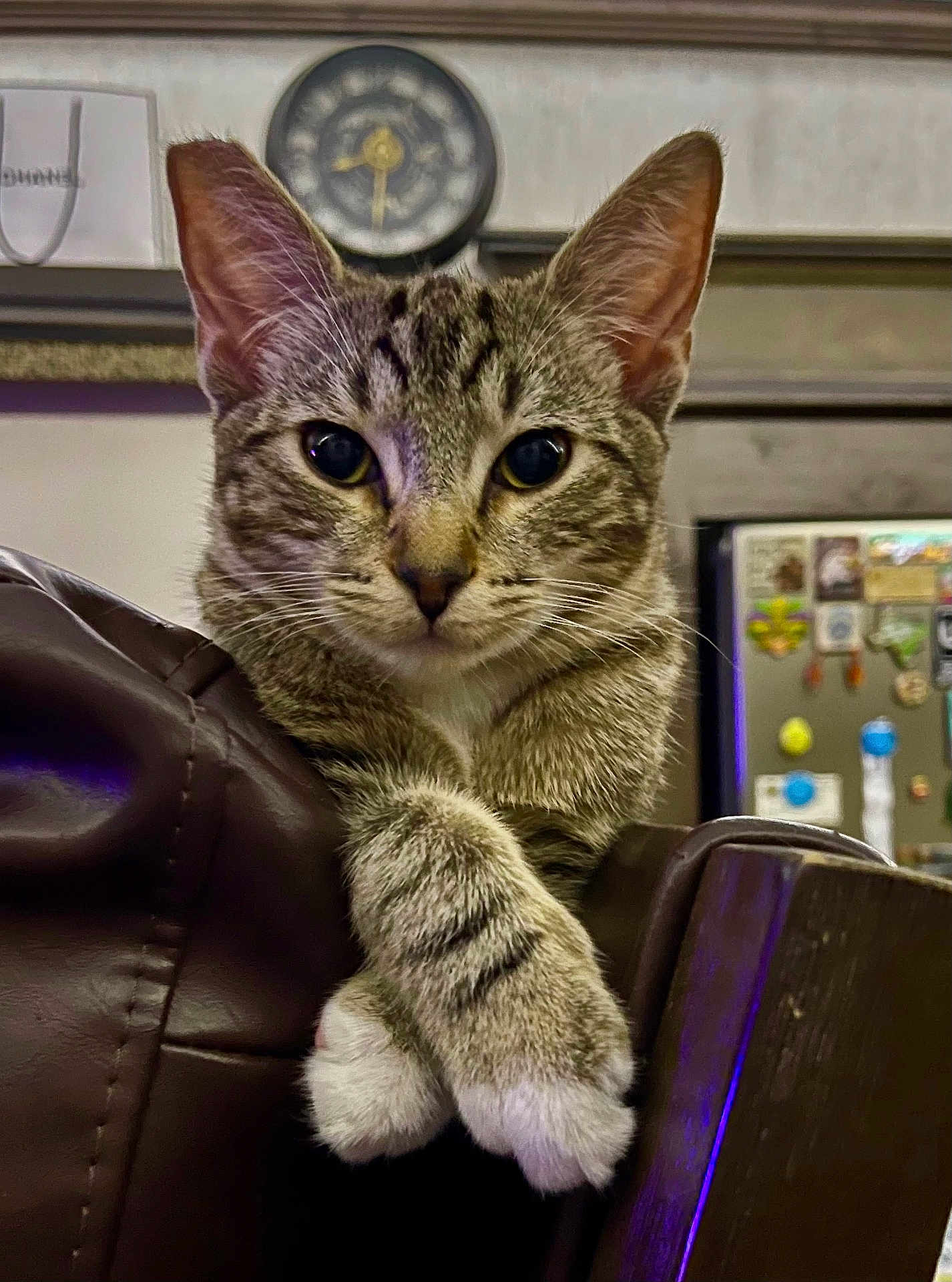 Simon Hoover is registered to the contest to win money with this photo: cat, tabby_cat, white_paws, leather_chair, indoor, pet, feline, curious, close_up, household, clock, refrigerator, magnets, background, furniture, relaxed, looking_at_camera, whiskers, ears, paws