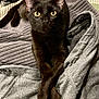 animal, bedroom, black_cat, cat, closeup, clothing, cozy, crossed_paws, ears, feline, fur, gray, indoor, pet, portrait, resting, texture, towel, whiskers, yellow_eyes
