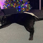 Samantha Grace joined the competition — help win amazing prizes! animal, black_cat, carpet, cat, christmas_tree, couch, cozy, dark_fur, decorations, furniture, glowing_eyes, holiday, home, indoor, leisure, lights, living_room, pet, relaxing, resting