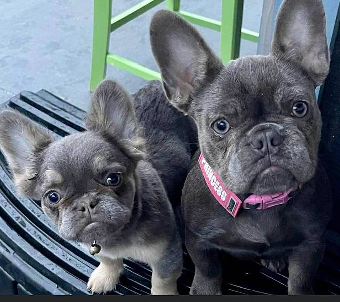 Fergi joined the competition — help win amazing prizes! bulldog, canidae, carnivore, collar, companion_dog, dog, dog_breed, dog_collar, ear, fawn, fur, grass, mammal, snout, sporting_group, terrestrial_animal, toy_dog, whiskers, working_animal, wrinkle