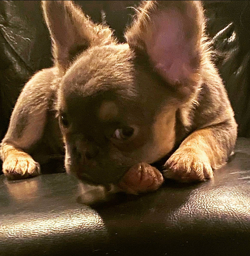 Fergi joined the competition — help win amazing prizes! canidae, carnivore, companion_dog, darkness, dog, dog_breed, ear, fawn, flash_photography, fur, head, liver, puppy, snout, sporting_group, terrestrial_animal, toy_dog, whiskers, wildlife, wood