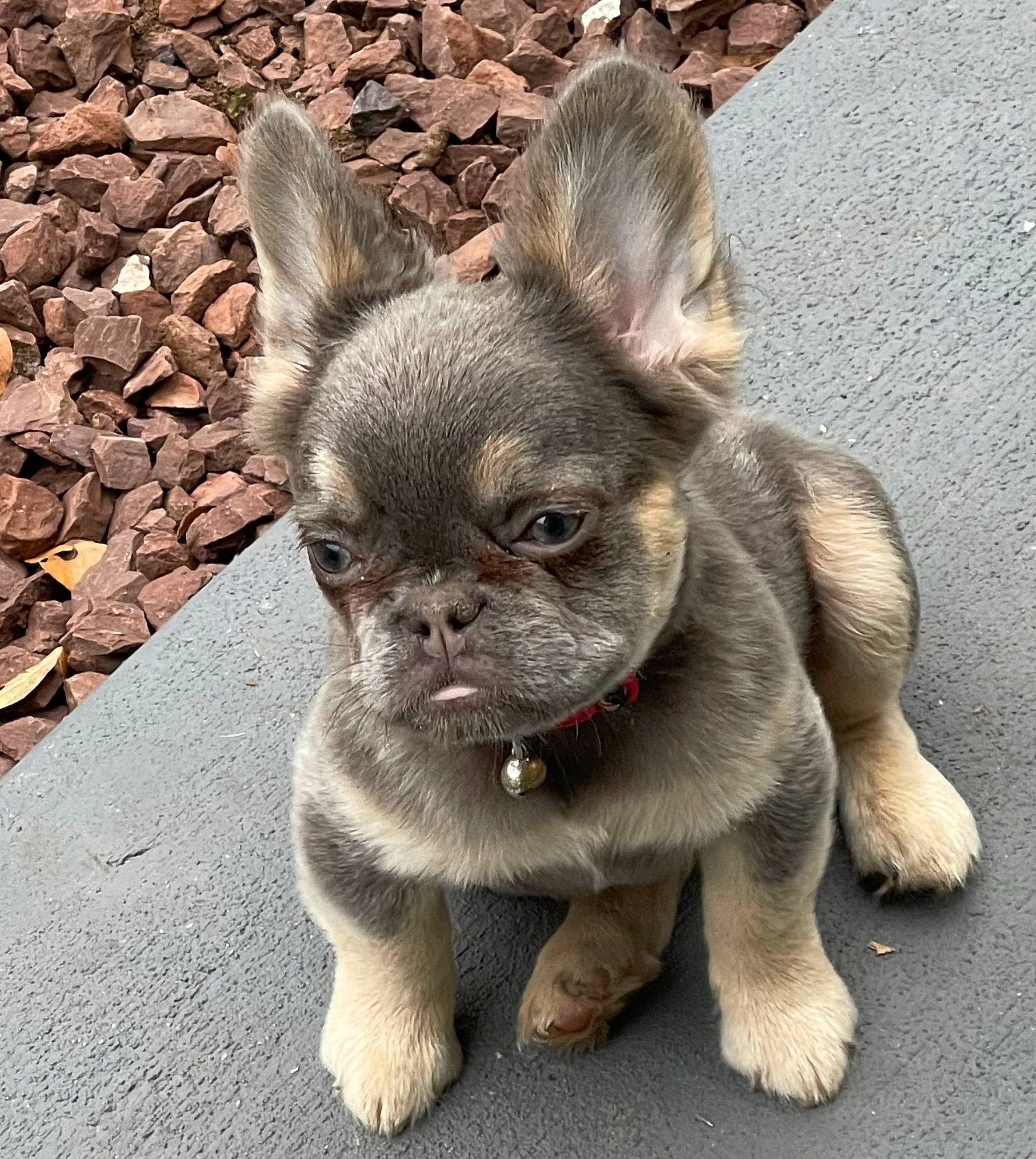 Fergi is registered to the contest to win money with this photo: canidae, carnivore, companion_dog, corgi_chihuahua, dog, dog_breed, ear, eye, fawn, fur, grass, head, human_body, liver, snout, sporting_group, terrestrial_animal, toy_dog, whiskers, working_animal